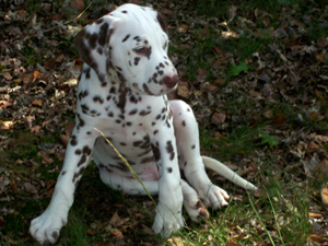 Indian Dogs Kennel, Bullterriers en Dalmatiers