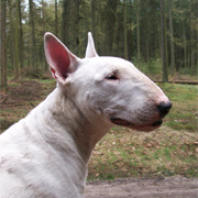 Indian Dogs Kennel, Bullterriers en Dalmatiers